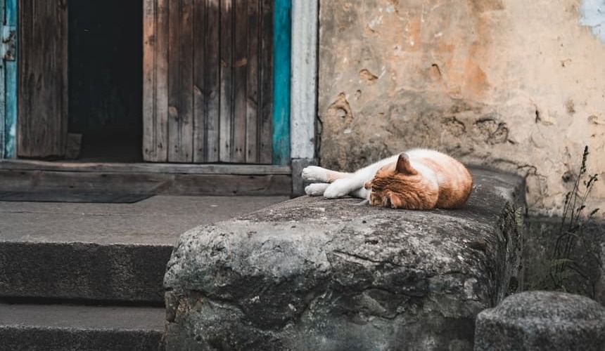 Katze schläft auf einem kühlen Stein vor einer alten Haustüre