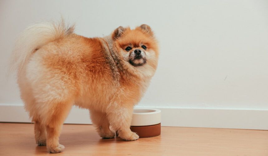 Ein Chow Chow steht vor seinem Futternapf