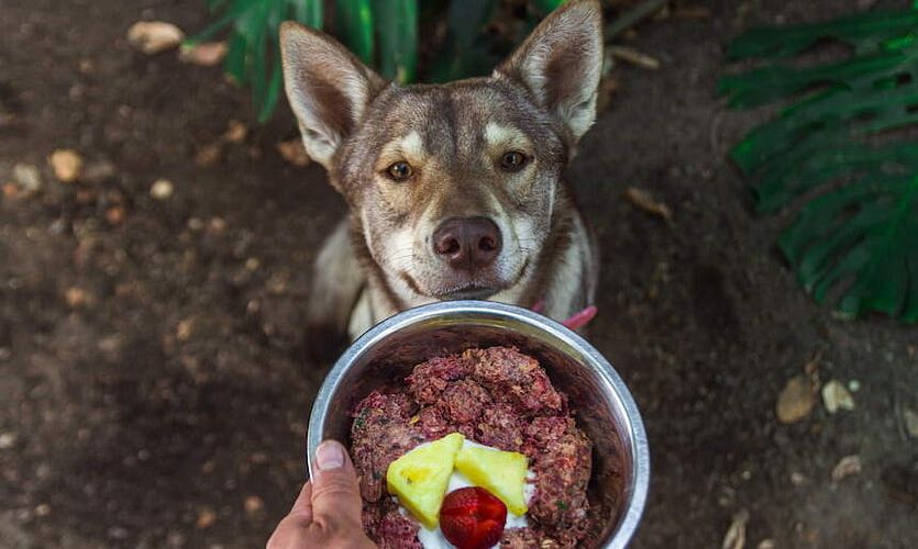 Was ist drin, im BARF-Futter für Hunde?