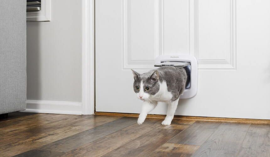 Katze klettert durch eine Katzenklappe in der Tür