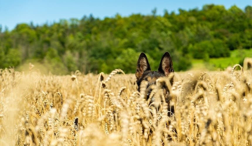 Ein Hund sitzt im Kornfeld und ist hinter dem Getreide kaum noch zu sehen