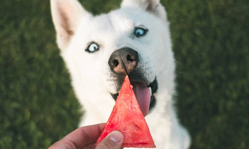 Hund bekommt ein Stück Wassermelone gefüttert