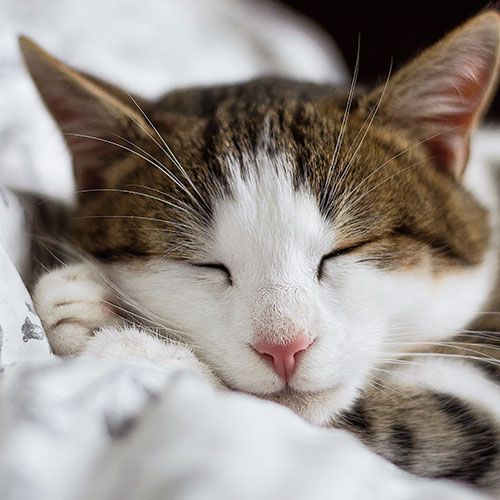 Katze liegt auf Kissen und schläft