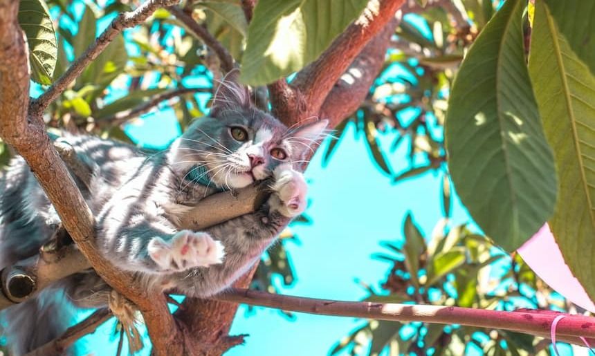 Katze versteckt sich in einer Baumkrone
