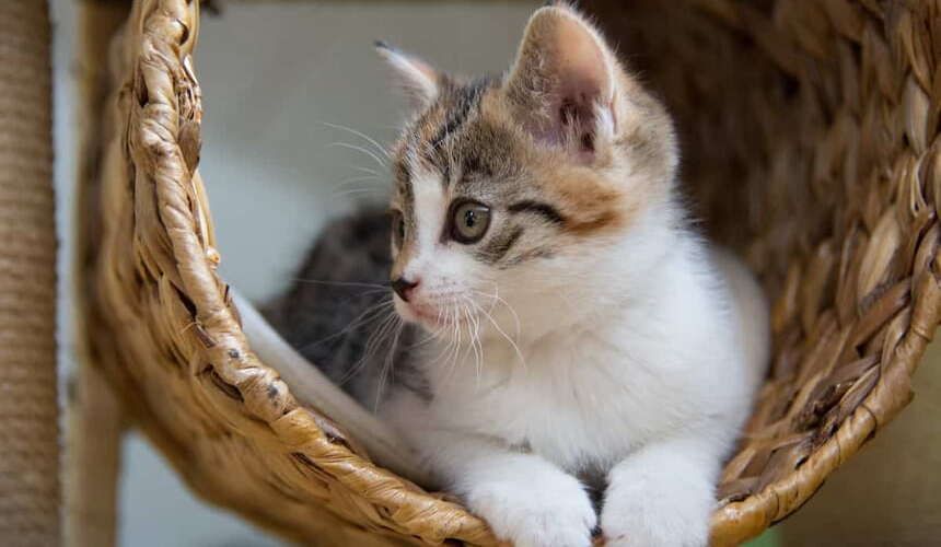 Am Kratzbaum für Katzen lassen sich diverse Kletter- und Liegemöglichkeiten anbringen