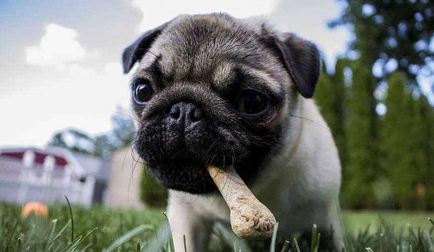 Ein Mops hat einen Knochen im Maul