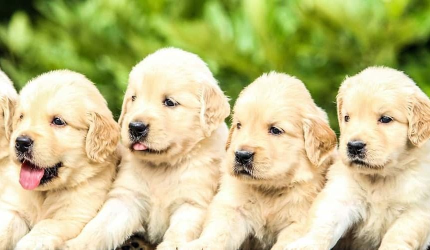 Vier süße Golden Retriever Welpen