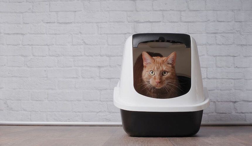 Katze sitzt in einer Top Entry Katzentoilette