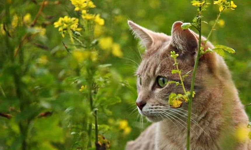 Eine Katze sitzt mitten im gelb-grünen Raps