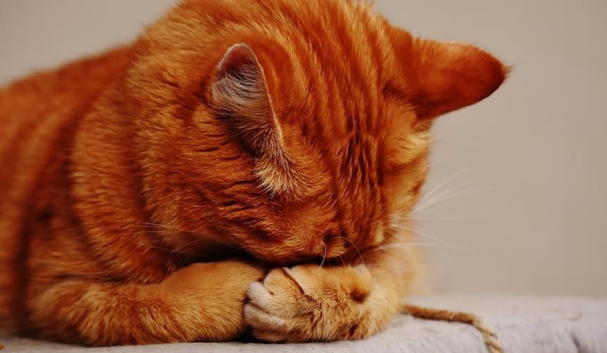 Katze mit verschränkten Vorderpfoten