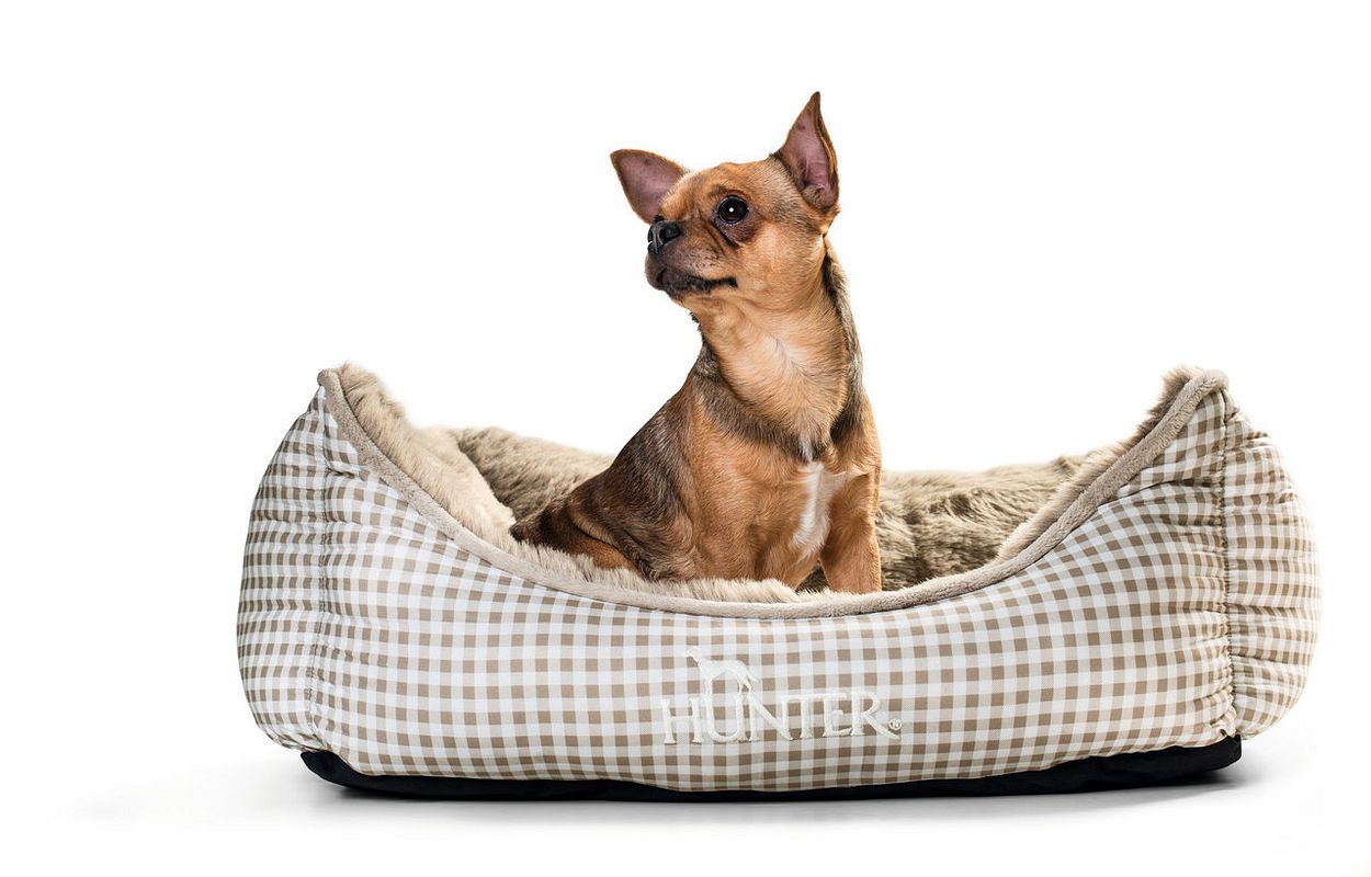 Ein Hund sitzt gemütlich in seinem Hundebett,