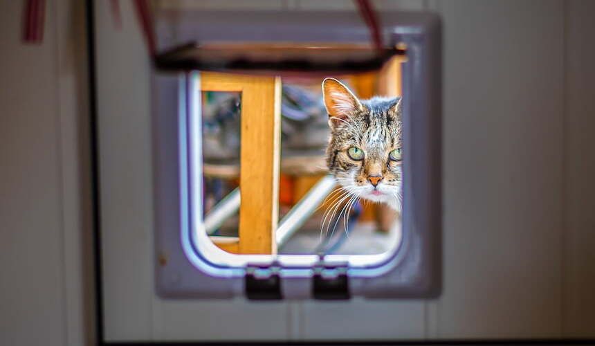 Katze guckt durch Katzenklappe