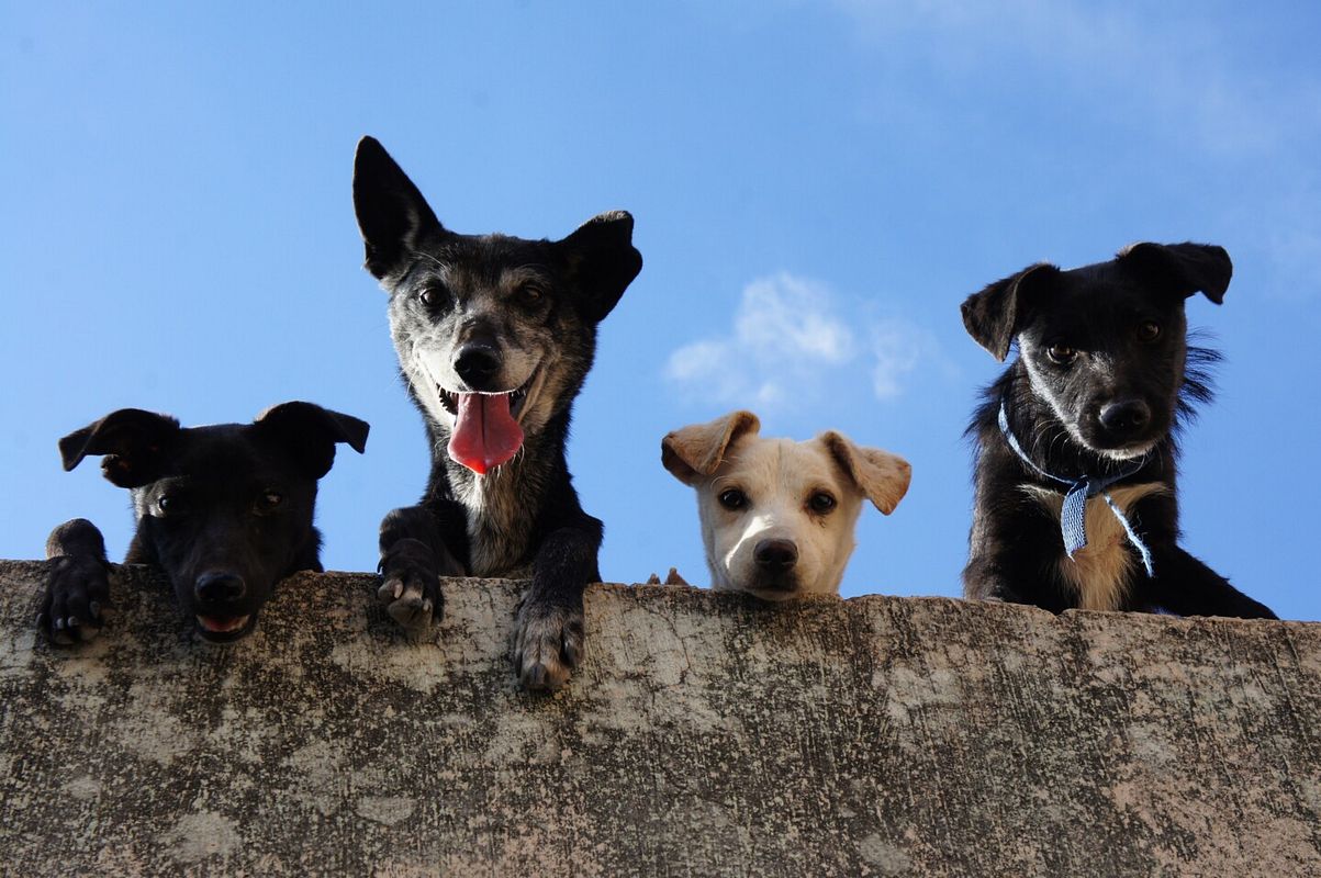 Mehrere kleine Hunde schauen über eine Mauer