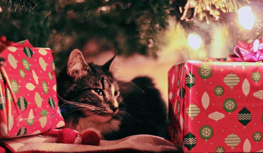 Katze liegt zwischen Geschenken unter dem Weihnachtsbaum
