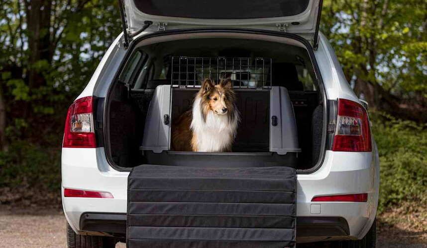 Hund guckt aus der Transportbox im Kofferraum heraus