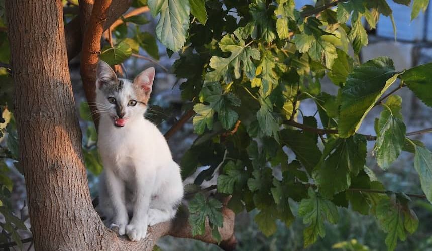 Katze ist auf einen Baum geklettert