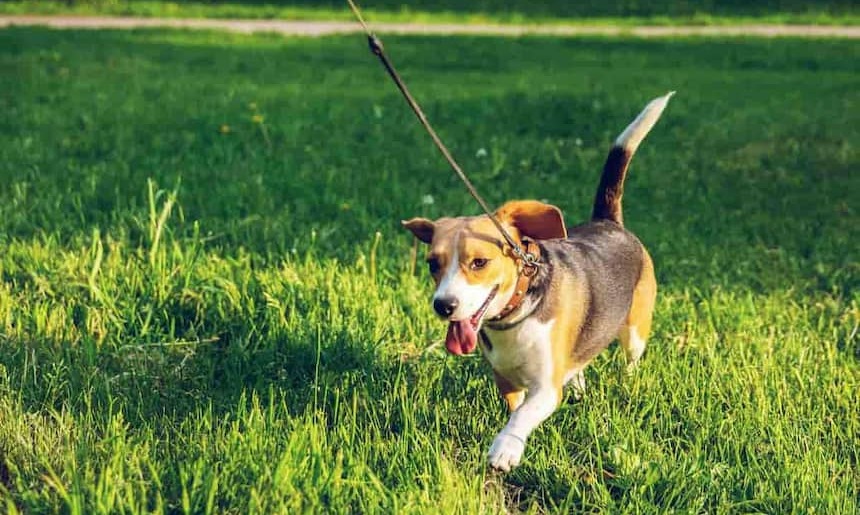 Ungezieferschutz beim Hund