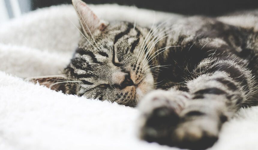 Katze schläft im Bett