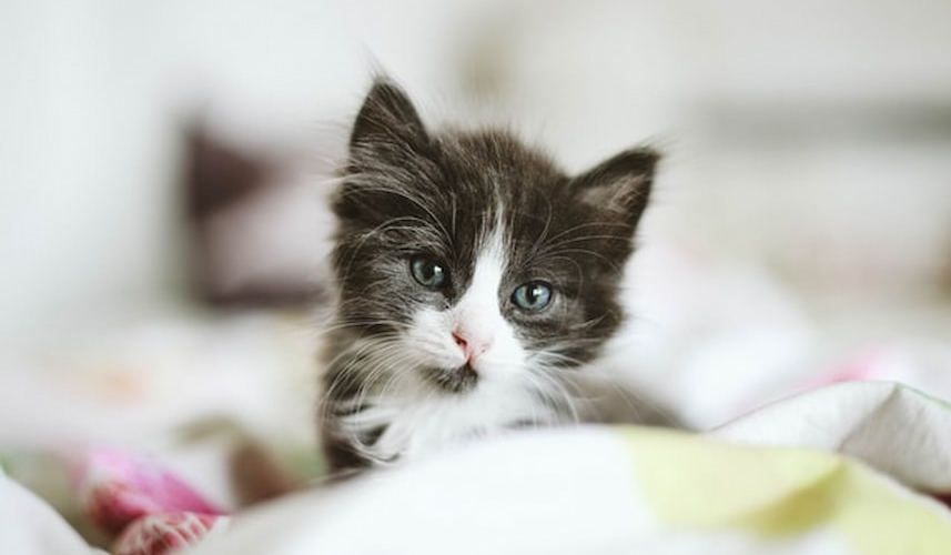 Ein süßes Katzenbaby