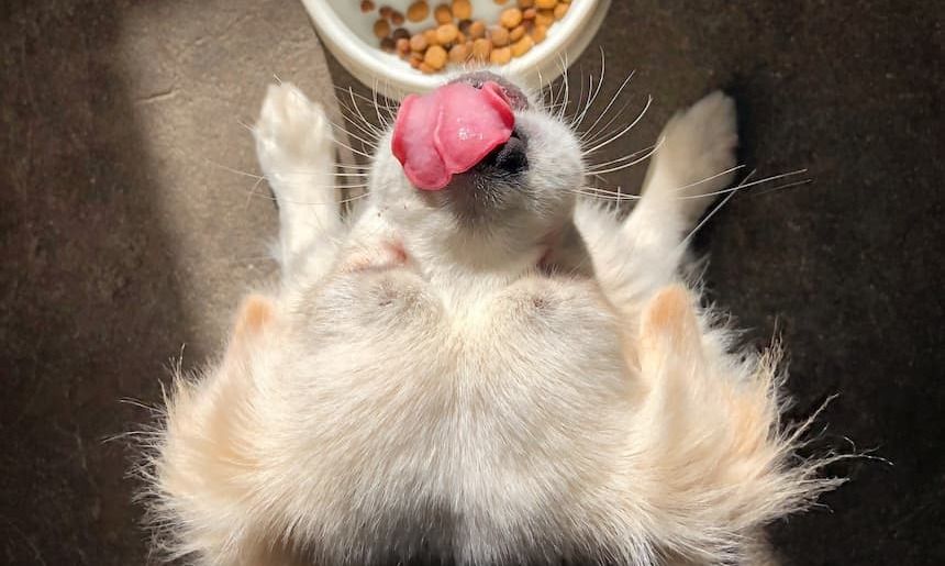 Hund beim Essen von Trockenfutter