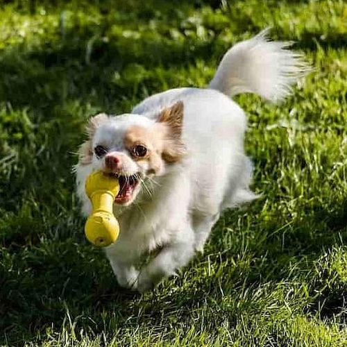 Das richtige Hundespielzeug für Ihren Hund
