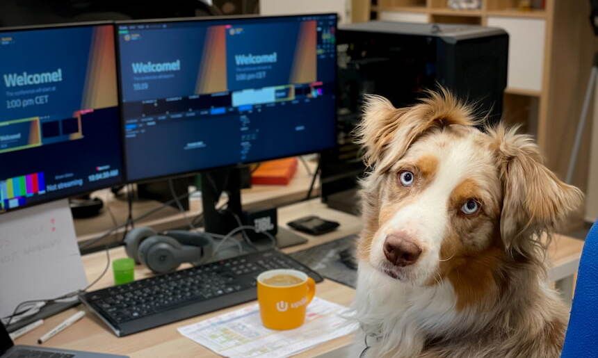 weißbraun gefleckter Hund sitzt an einem Schreibtisch mit Computern und orangefarbener Kaffeetasse