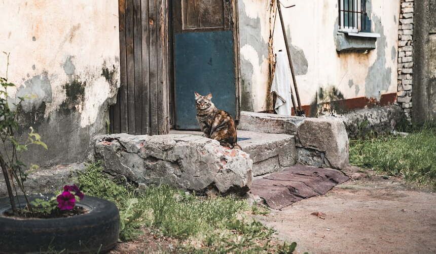 Katze sitzt auf der Treppe vor dem Haus