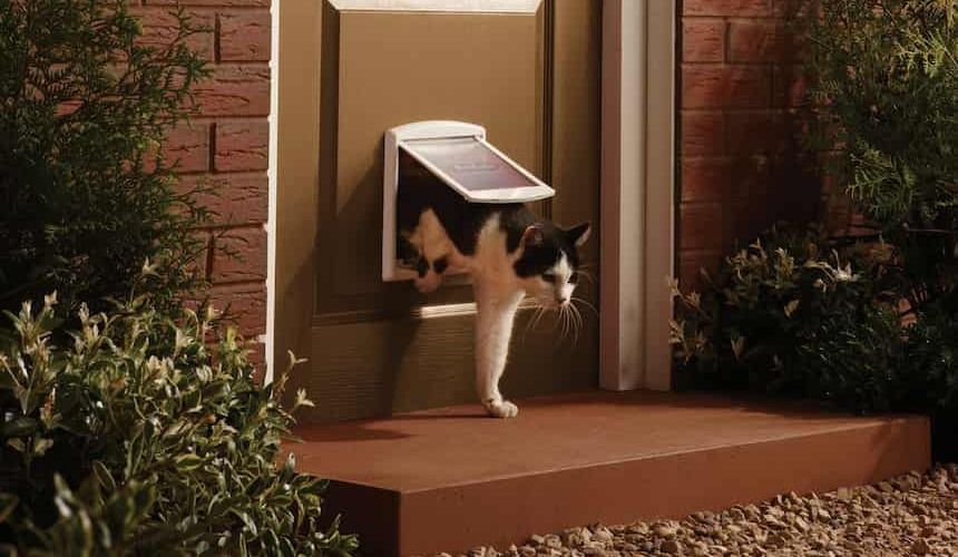 Katze verlässt das Haus durch eine Katzenklappe