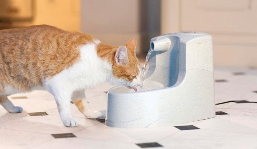 Rot-weiße Katze trinkt aus Wasserspender