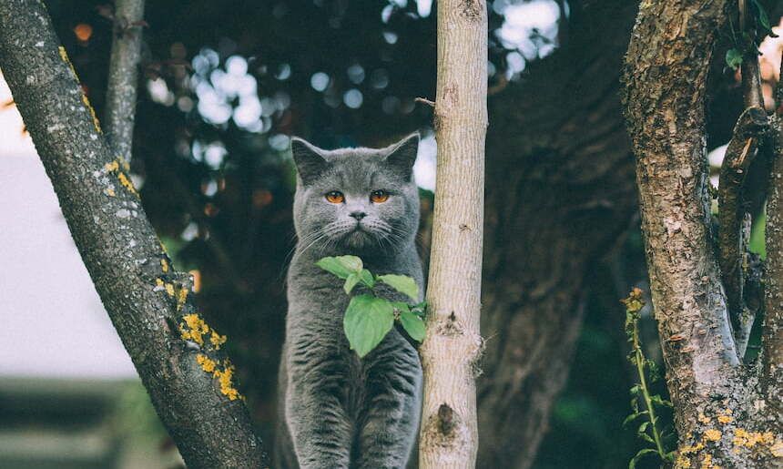 Eine Katze sitzt in einem Baum