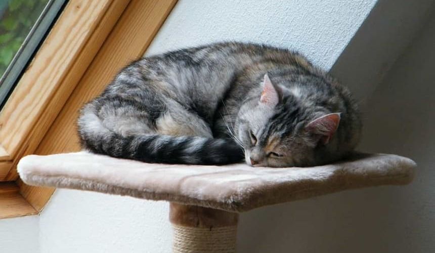 Katze schläuft auf dem Kratzbaum