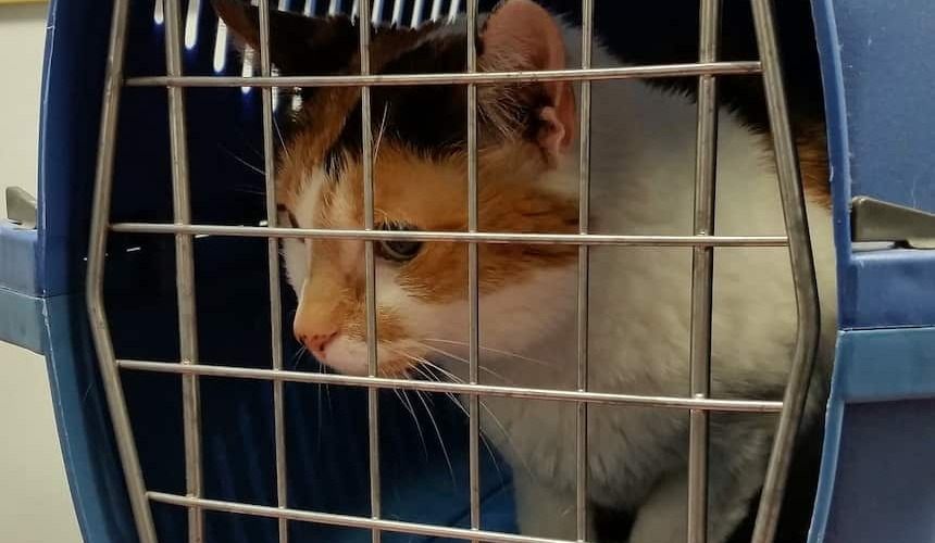 Katze in Transportbox mit verschlossener Tür