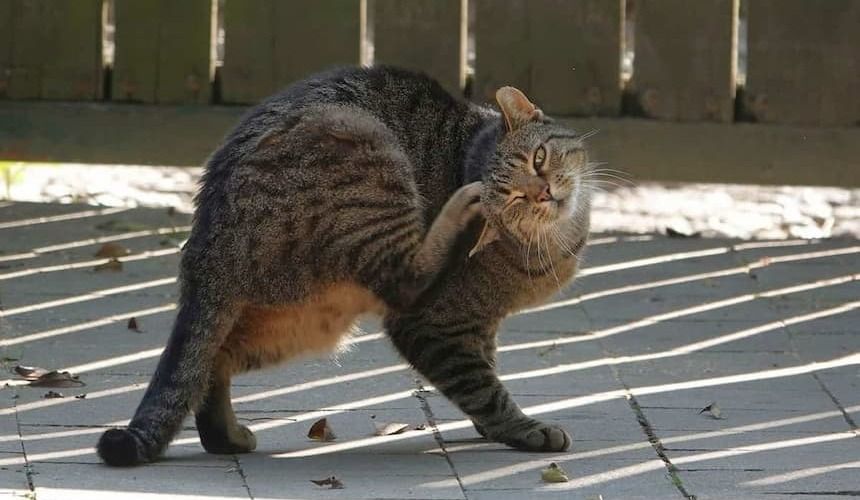 Eine Katze kratzt sich mit der Hinterpfote hinter dem Ohr