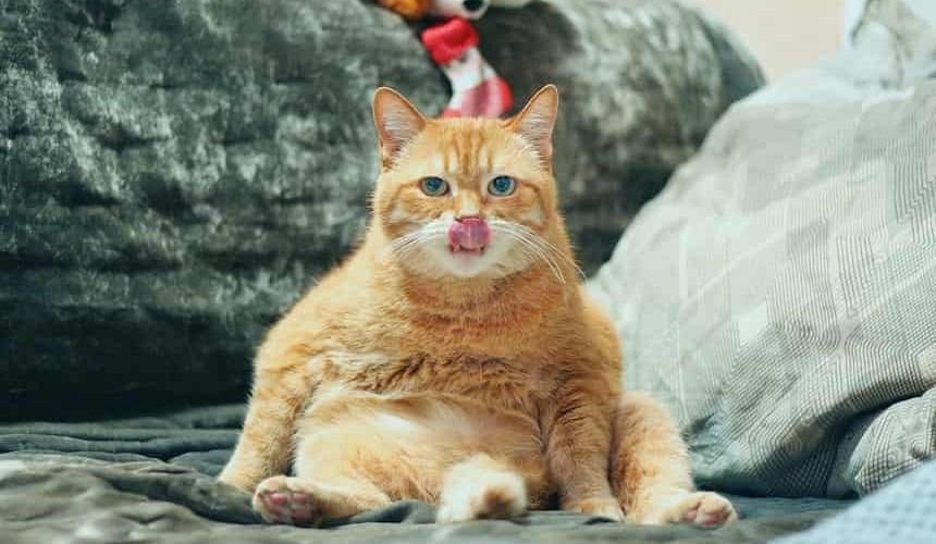 Rothaarige Katze