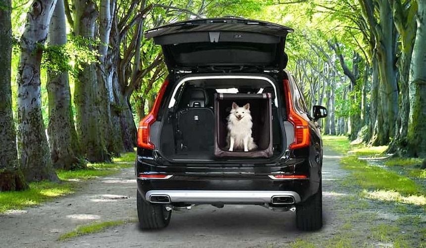 Transportieren Sie ihren Hund in einer passenden Transportbox