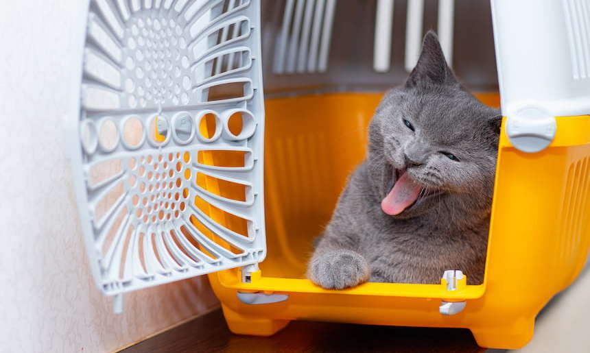 Graue Katze gähnt in orange weißer Transportbox