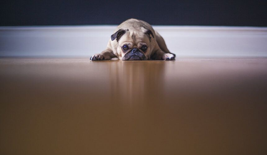 Hellbraune französische Bulldogge liegt auf dem Bauch auf dem Fußboden und schaut in die Kamera