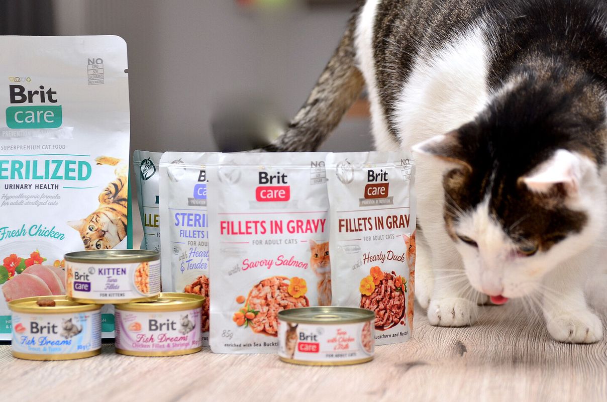 Hauskatze schleckt sich den Mund, sitzt neben Produkten der Marke Brit care