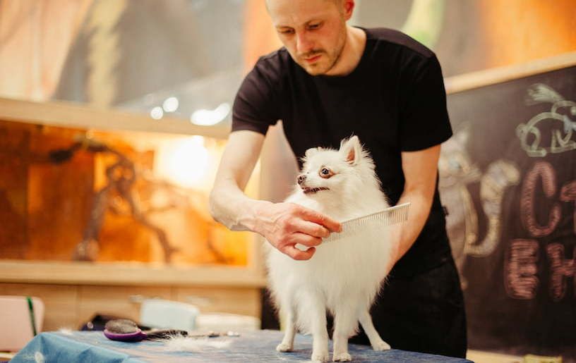 kleiner weißer Hund beim Hundefriseur