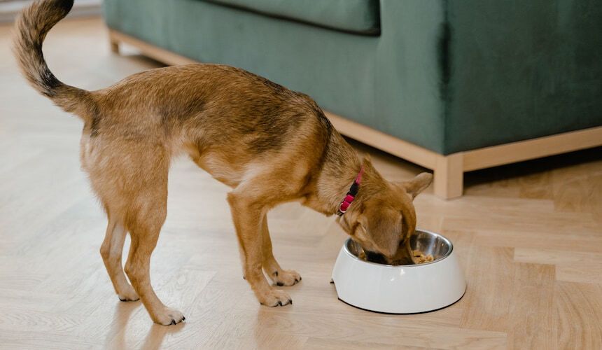 Raubtierfütterung: Ein Hund verschlingt das Futter in seinem Napf