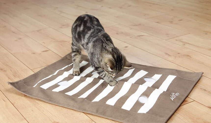 Katze spielt mit einer Pföteldecke