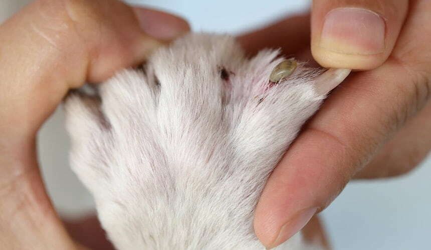 Eine Katze hat eine Zecke zwischen den Krallen