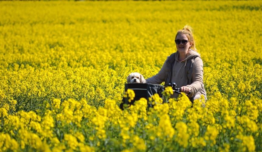 Kleiner Hund im Fahrradkörbchen