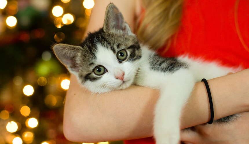 Frau hält an Weihnachten Katze im Arm