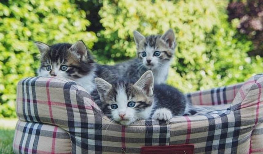 Drei Katzenbabies in einem Körbchen