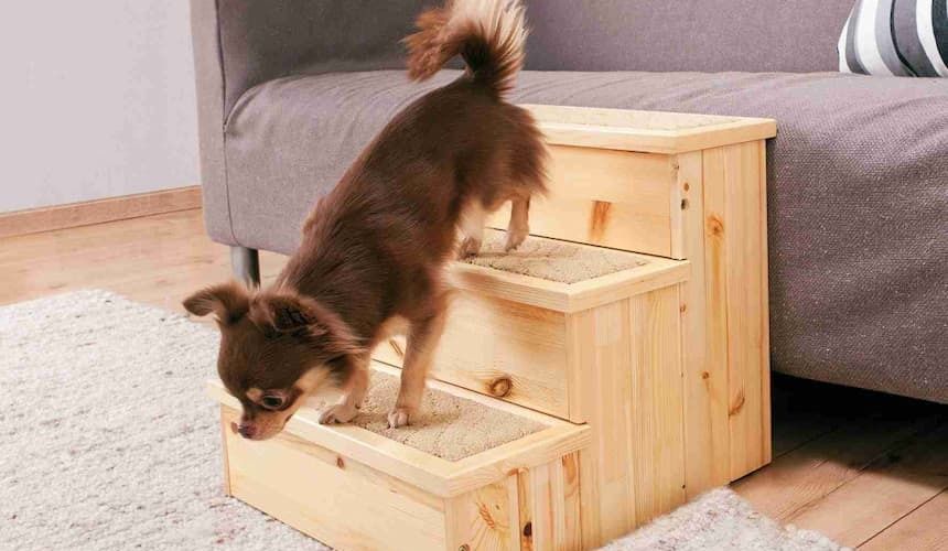 Kleiner Hund geht mit Hundetreppe vom Sofa runter