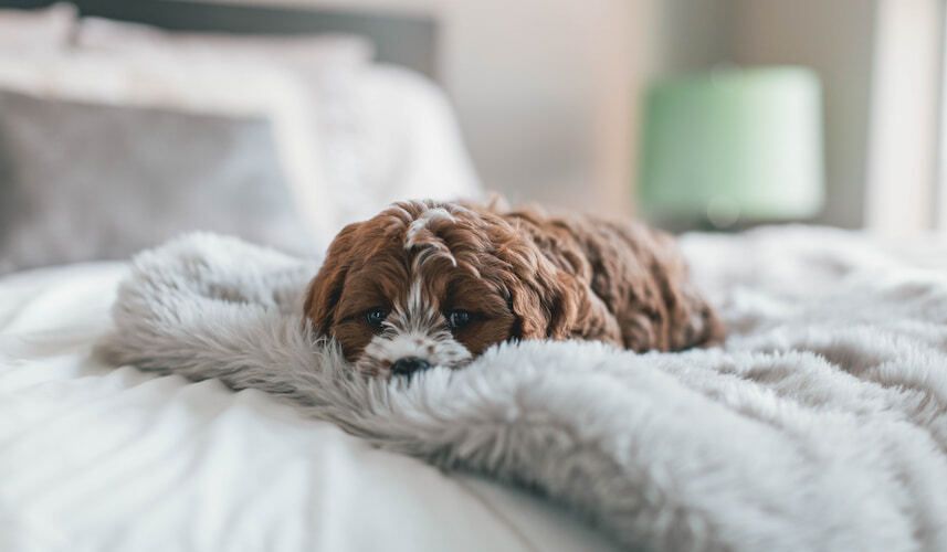 Ein Hund schläft auf seiner Kuscheldecke