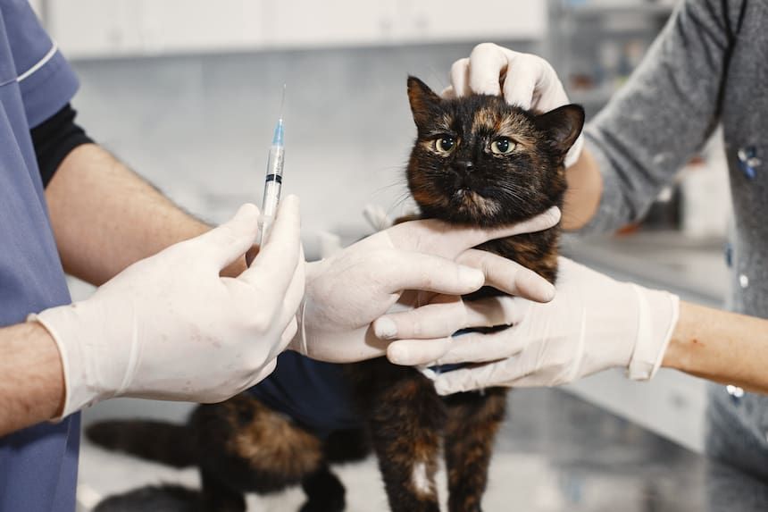 Keine Angst vor Spritzen: Impfungen müssen auch bei Katzen sein!
