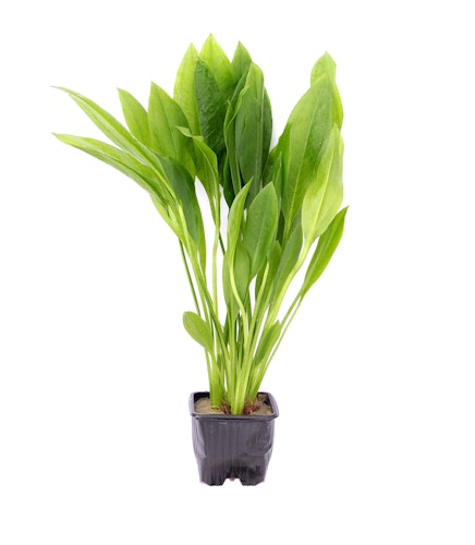 Echinodorus grisebachii 'Bleherae'