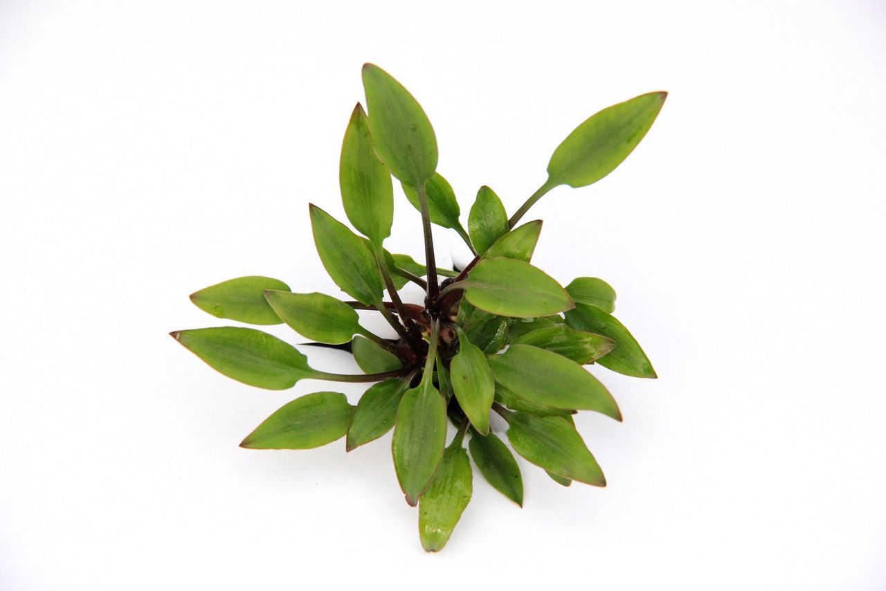 Cryptocoryne lutea 'Hobbit' Topf